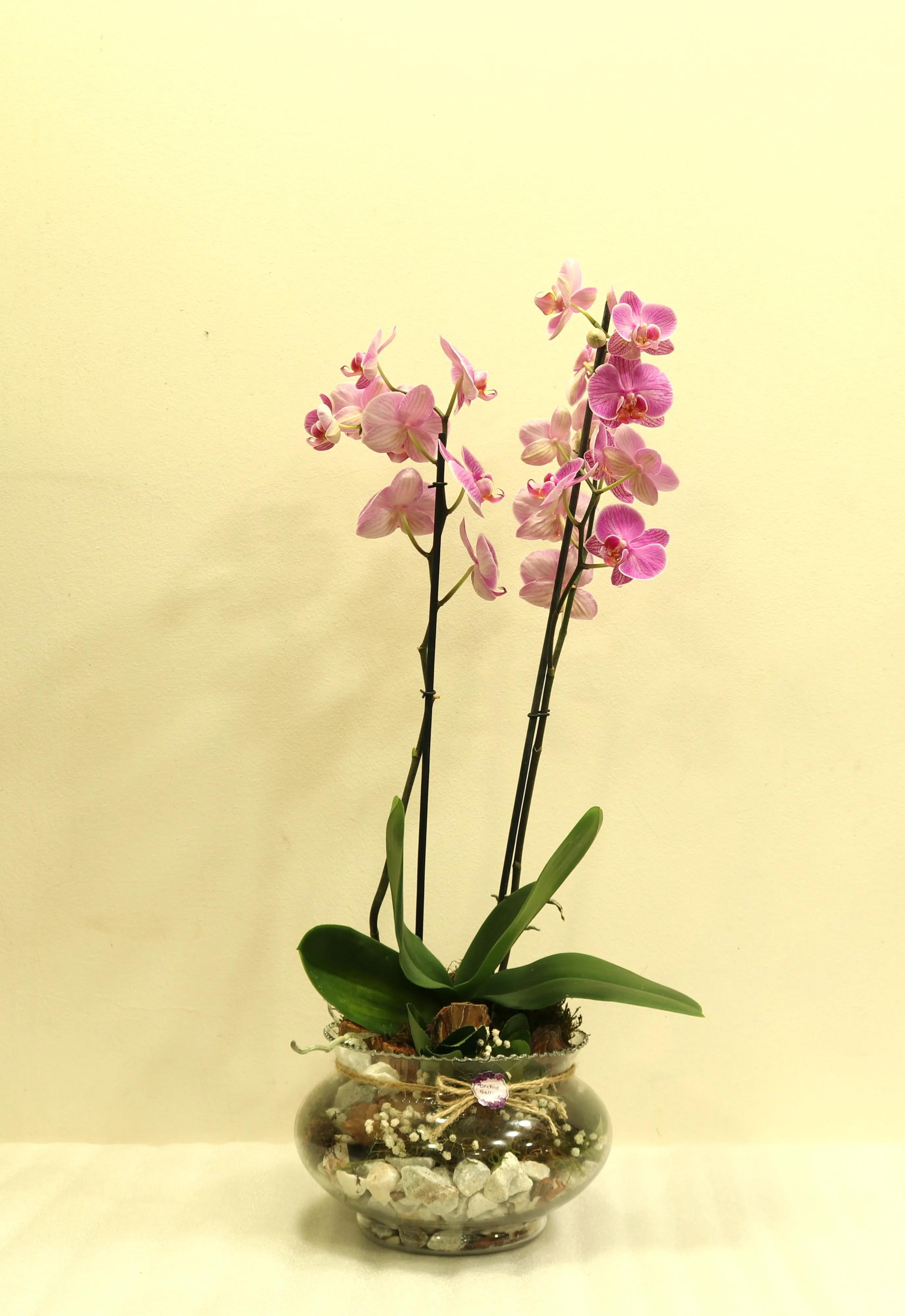 Orchid Composition | ծաղիկներ, ծաղկեպսակներ, բույսեր - առաքում Երևան