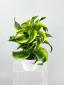 Dracaena (variety) ծաղիկների | ծաղկեպսակների առաքում Երևան Dracaena (variety) ծաղիկների | ծաղկեպսակների առաքում Երևան