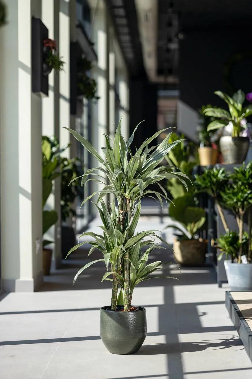 Dracaena Ulises | ծաղիկներ, ծաղկեպսակներ, բույսեր Երևան Dracaena Ulises | ծաղիկներ, ծաղկեպսակներ, բույսեր Երևան