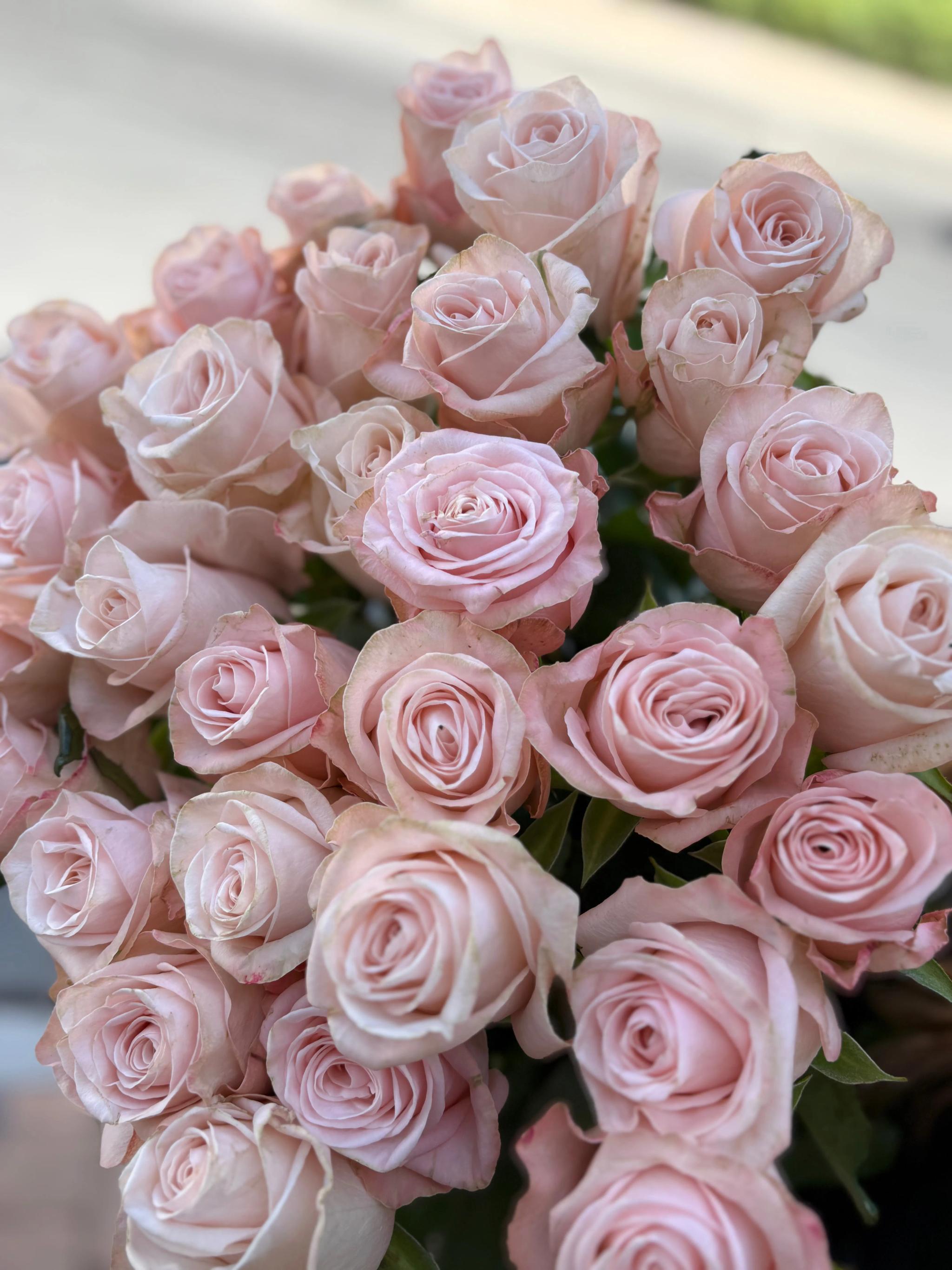Bunch of pink roses | ծաղիկներ, ծաղկեպսակներ, բույսեր Երևան Bunch of pink roses | ծաղիկներ, ծաղկեպսակներ, բույսեր Երևան