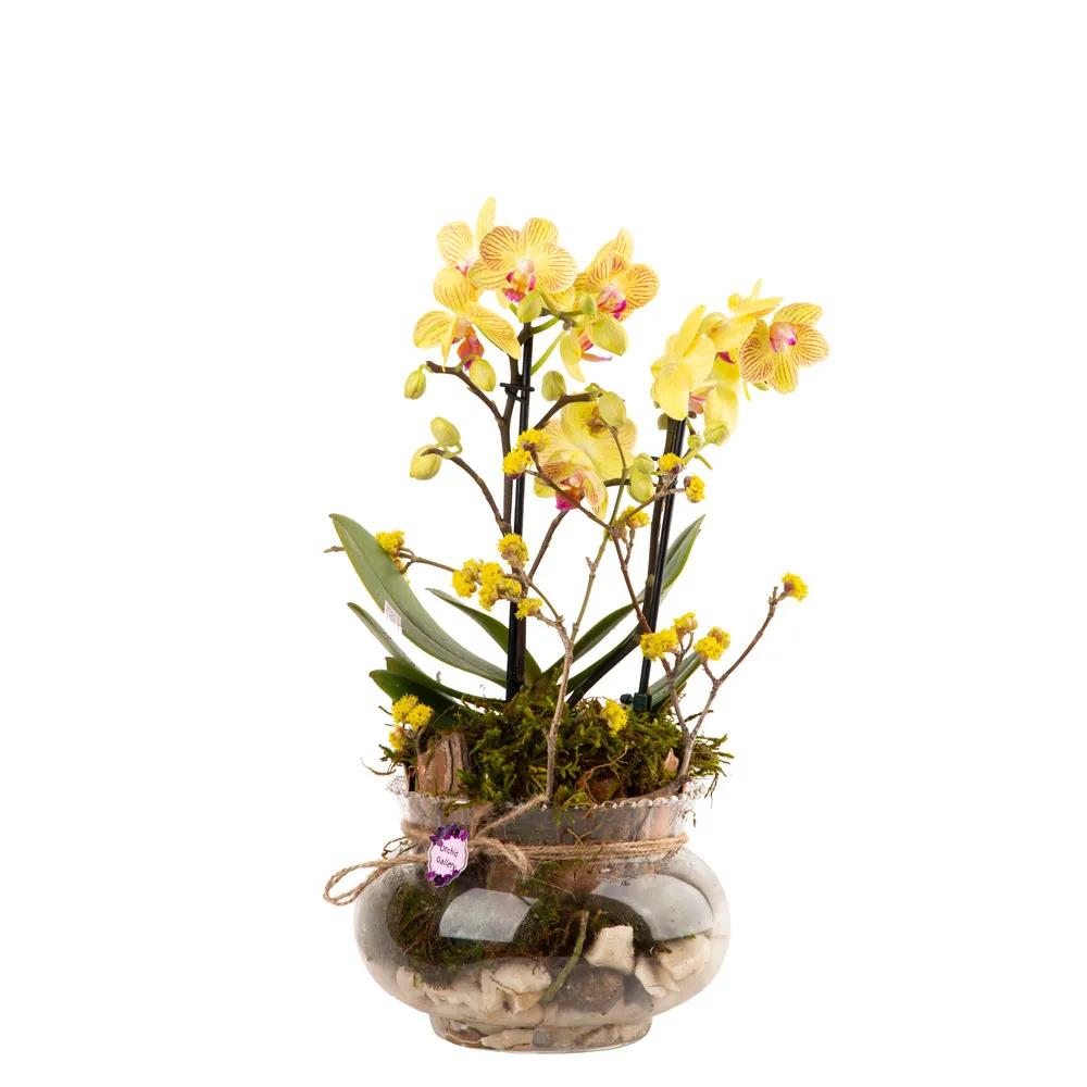 Composition with orchids (Multi) | ծաղիկներ, ծաղկեպսակներ, բույսեր - առաքում Երևան Composition with orchids (Multi) | ծաղիկներ, ծաղկեպսակներ, բույսեր - առաքում Երևան