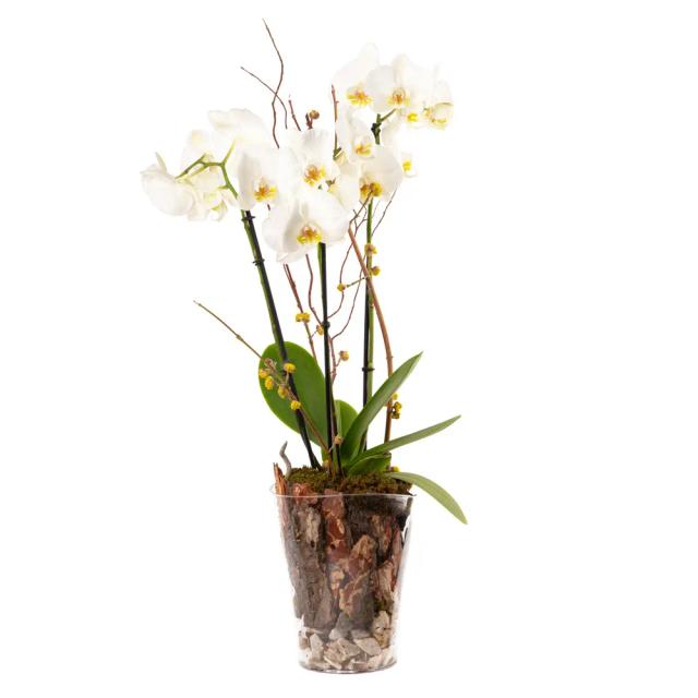 Composition with orchids | ծաղիկներ, ծաղկեպսակներ, բույսեր - առաքում Երևան Composition with orchids | ծաղիկներ, ծաղկեպսակներ, բույսեր - առաքում Երևան
