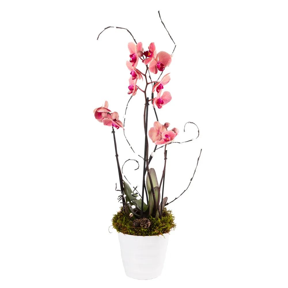 Composition with orchids | ծաղիկներ, ծաղկեպսակներ, բույսեր Երևան Composition with orchids | ծաղիկներ, ծաղկեպսակներ, բույսեր Երևան
