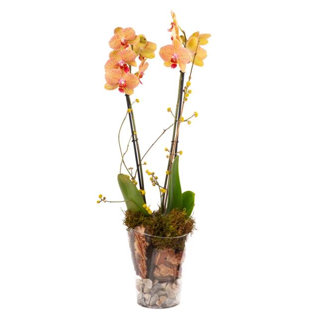 Composition with orchids | ծաղիկներ, ծաղկեպսակներ, բույսեր - առաքում Երևան Composition with orchids | ծաղիկներ, ծաղկեպսակներ, բույսեր - առաքում Երևան