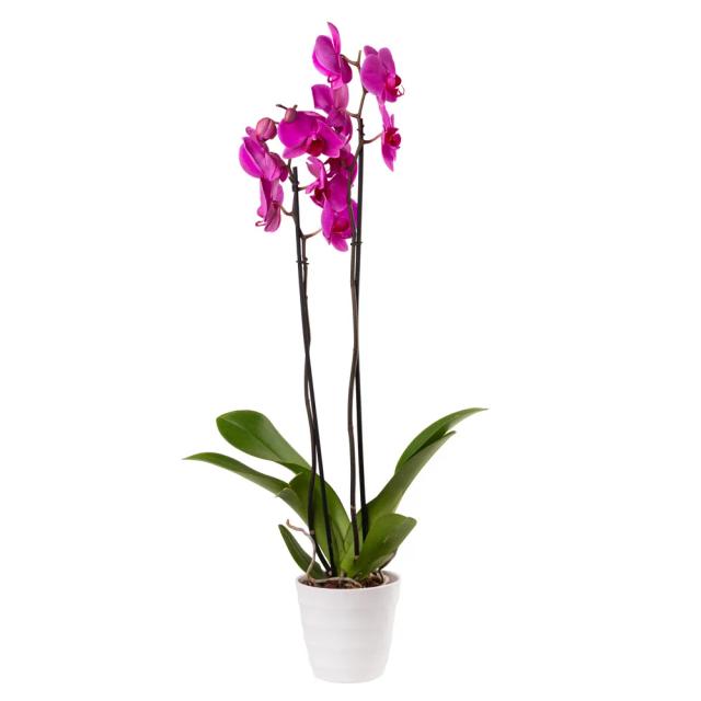 Orchid with decorative caspo | ծաղիկներ, ծաղկեպսակներ, բույսեր - առաքում Երևան Orchid with decorative caspo | ծաղիկներ, ծաղկեպսակներ, բույսեր - առաքում Երևան
