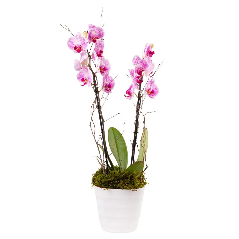 Orchid with decorative caspo | ծաղիկներ, ծաղկեպսակներ, բույսեր Երևան Orchid with decorative caspo | ծաղիկներ, ծաղկեպսակներ, բույսեր Երևան
