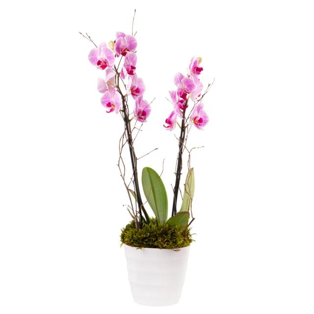 Orchid with decorative caspo | ծաղիկներ, ծաղկեպսակներ, բույսեր - առաքում Երևան Orchid with decorative caspo | ծաղիկներ, ծաղկեպսակներ, բույսեր - առաքում Երևան