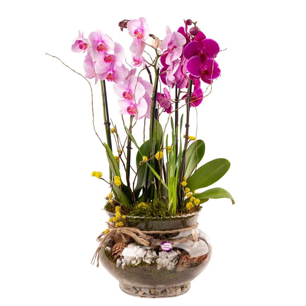 Composition with orchids | ծաղիկներ, ծաղկեպսակներ, բույսեր Երևան Composition with orchids | ծաղիկներ, ծաղկեպսակներ, բույսեր Երևան