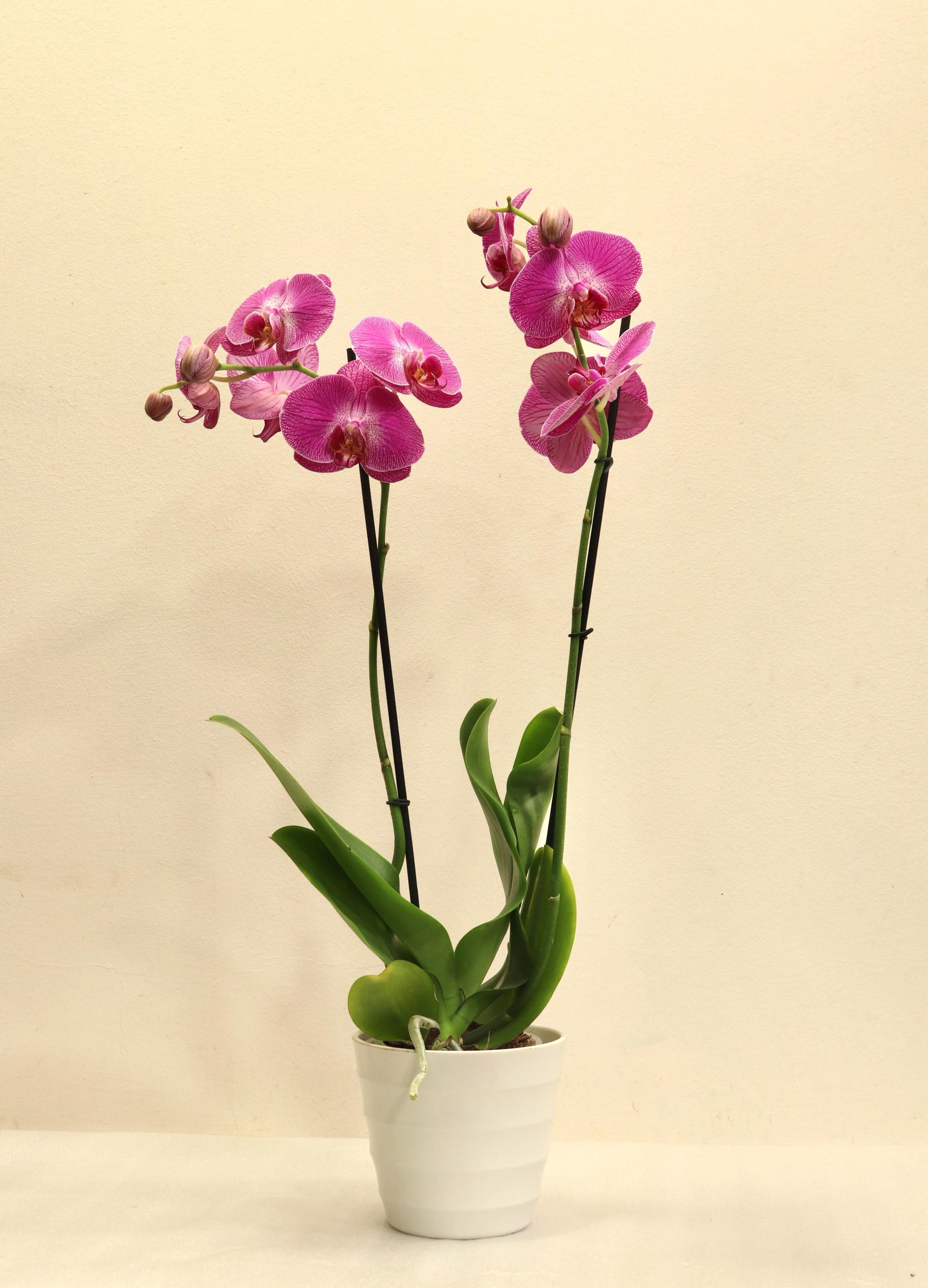 Orchid | ծաղիկներ, ծաղկեպսակներ, բույսեր Երևան Orchid | ծաղիկներ, ծաղկեպսակներ, բույսեր Երևան