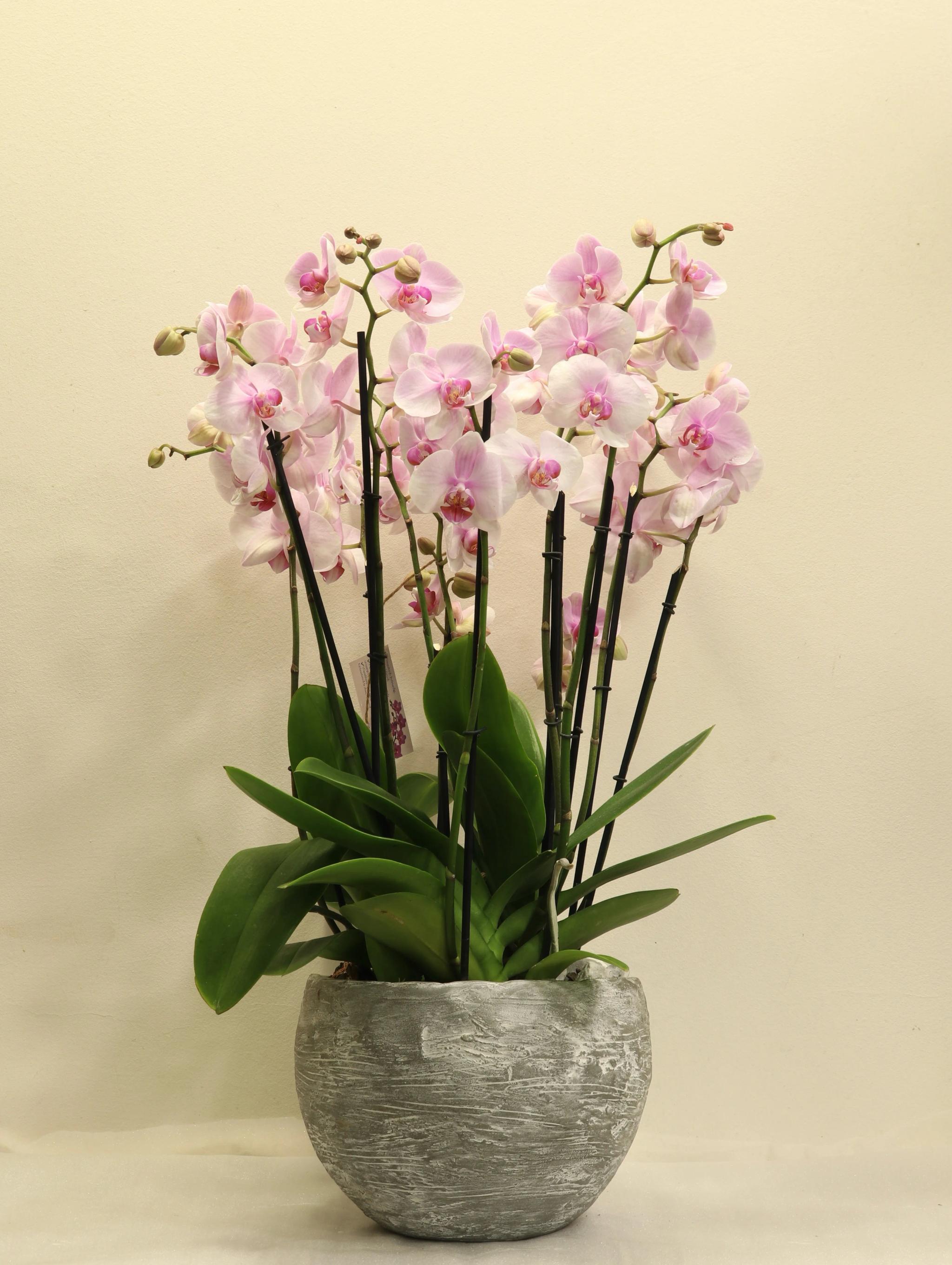 Composition with orchids | ծաղիկներ, ծաղկեպսակներ, բույսեր Երևան Composition with orchids | ծաղիկներ, ծաղկեպսակներ, բույսեր Երևան