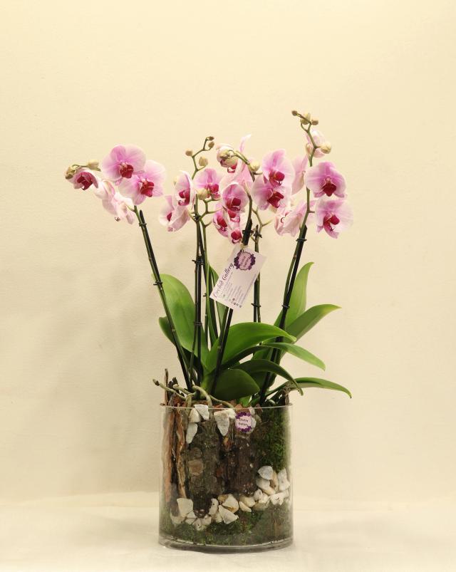 Composition with orchids | ծաղիկներ, ծաղկեպսակներ, բույսեր - առաքում Երևան Composition with orchids | ծաղիկներ, ծաղկեպսակներ, բույսեր - առաքում Երևան