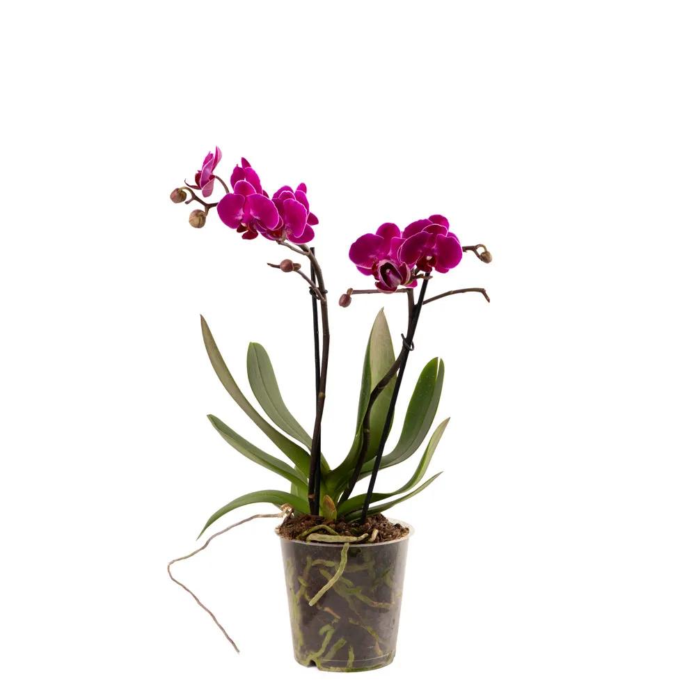 With orchids (Multi) | ծաղիկներ, ծաղկեպսակներ, բույսեր Երևան With orchids (Multi) | ծաղիկներ, ծաղկեպսակներ, բույսեր Երևան