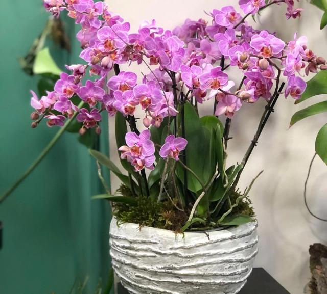 Composition with orchids | ծաղիկներ, ծաղկեպսակներ, բույսեր - առաքում Երևան Composition with orchids | ծաղիկներ, ծաղկեպսակներ, բույսեր - առաքում Երևան