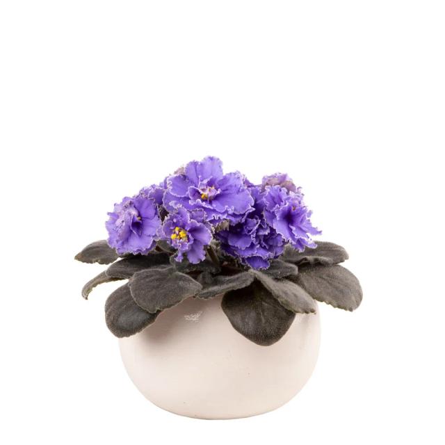 Violet | ծաղիկներ, ծաղկեպսակներ, բույսեր - առաքում Երևան Violet | ծաղիկներ, ծաղկեպսակներ, բույսեր - առաքում Երևան