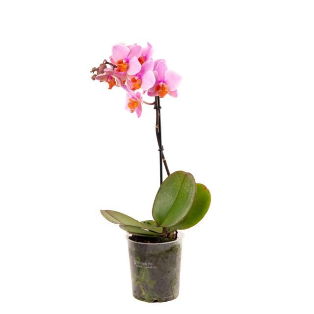 Orchid (multi) | ծաղիկներ, ծաղկեպսակներ, բույսեր - առաքում Երևան Orchid (multi) | ծաղիկներ, ծաղկեպսակներ, բույսեր - առաքում Երևան
