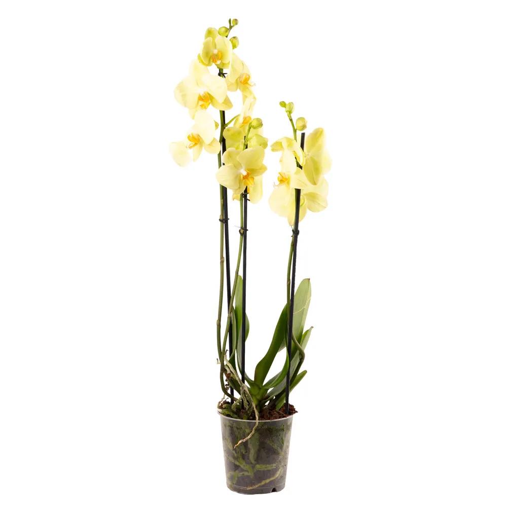 Yellow Orchid | ծաղիկներ, ծաղկեպսակներ, բույսեր - առաքում Երևան Yellow Orchid | ծաղիկներ, ծաղկեպսակներ, բույսեր - առաքում Երևան