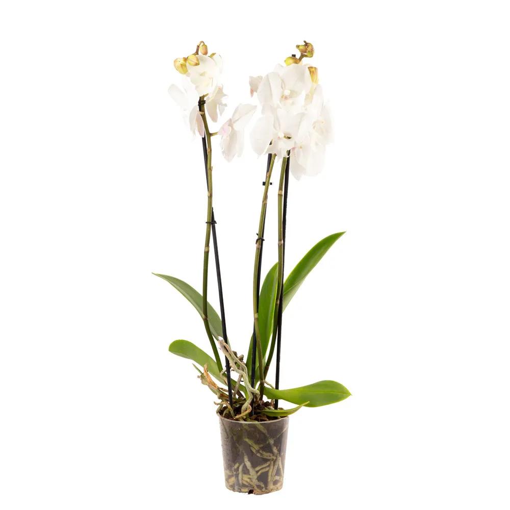 White Orchid | ծաղիկներ, ծաղկեպսակներ, բույսեր Երևան White Orchid | ծաղիկներ, ծաղկեպսակներ, բույսեր Երևան