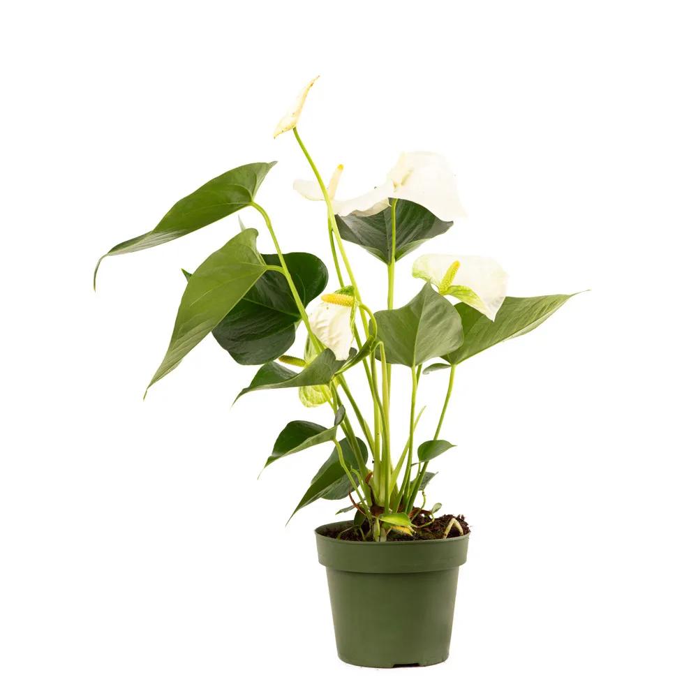 White Calla | ծաղիկներ, ծաղկեպսակներ, բույսեր Երևան White Calla | ծաղիկներ, ծաղկեպսակներ, բույսեր Երևան