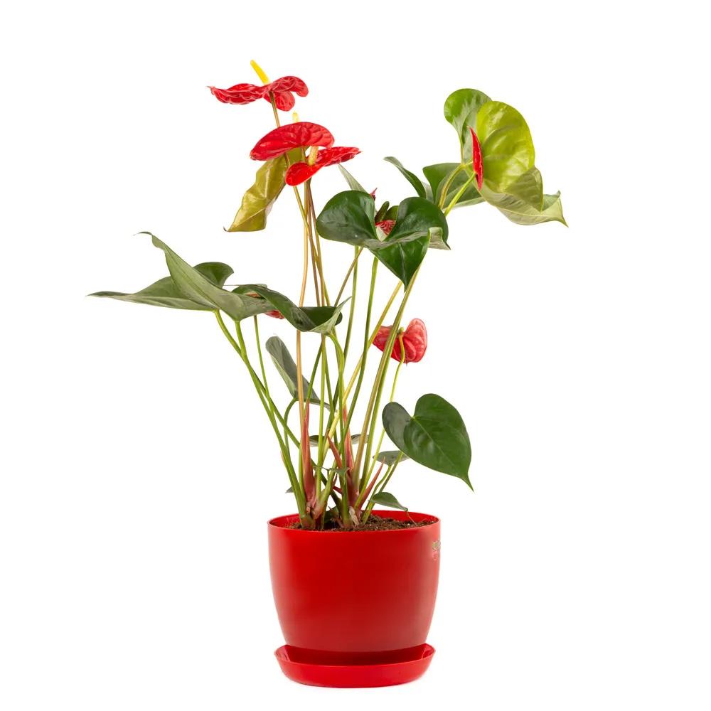 Red Anthurium | ծաղիկներ, ծաղկեպսակներ, բույսեր Երևան Red Anthurium | ծաղիկներ, ծաղկեպսակներ, բույսեր Երևան
